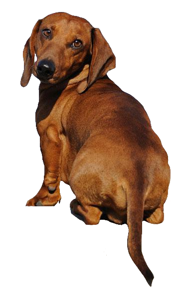 Realistic Dachshund PNG