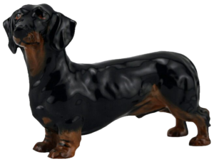 dachshund123