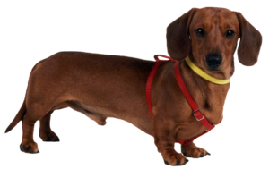 dachshund124