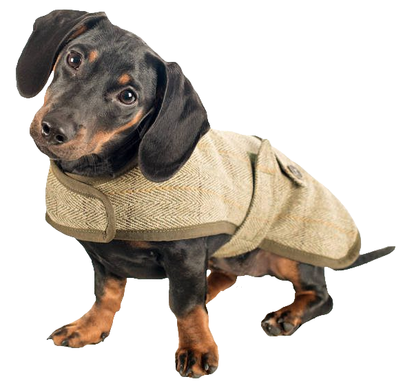 dachshund128-1