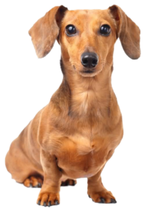 dachshund129