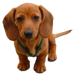 dachshund131