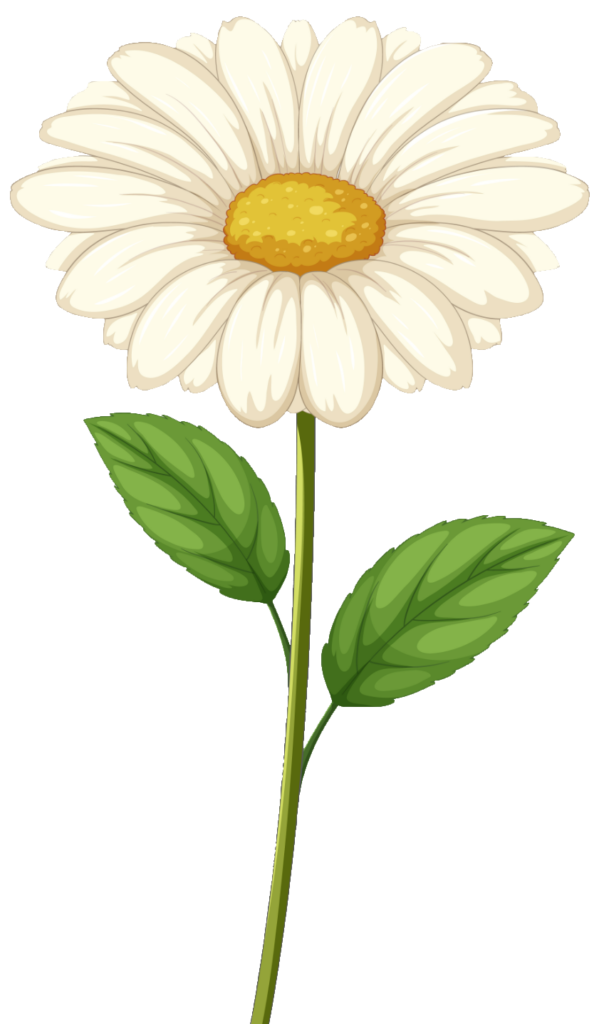 Daisy Flower Clipart PNG