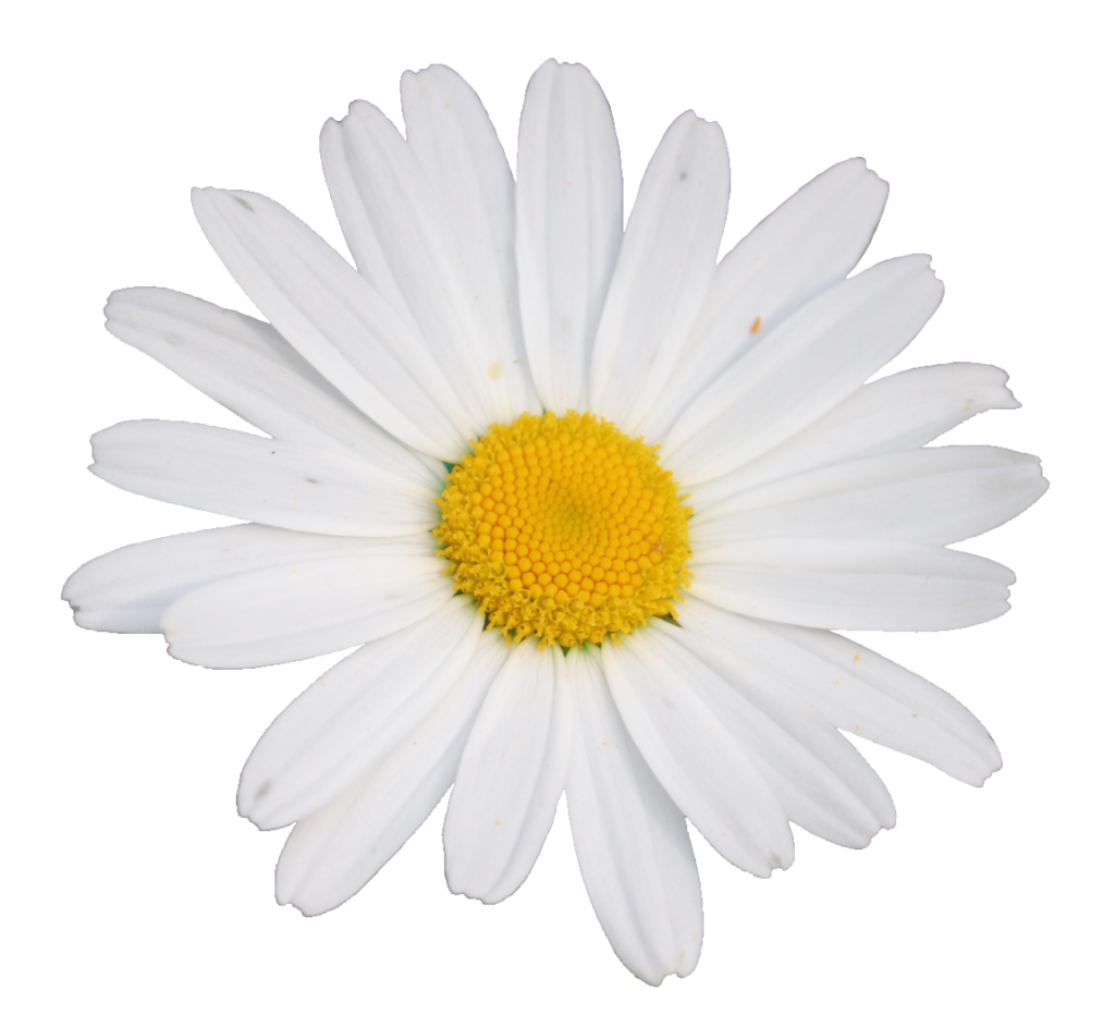 Transparent Daisy Flower PNG