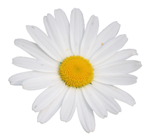 daisy-12