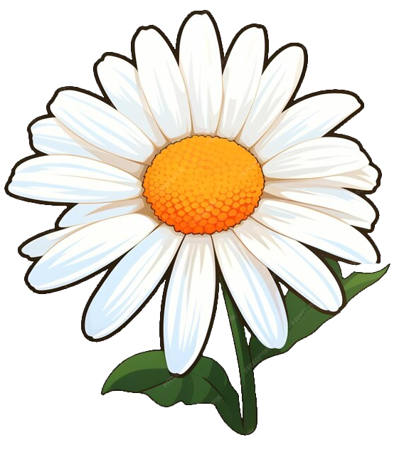 Daisy Flower Clipart PNG