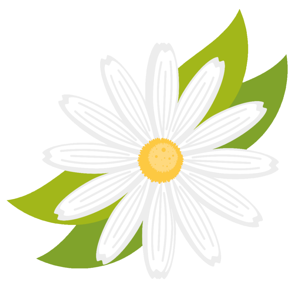 White Daisy Clipart PNG