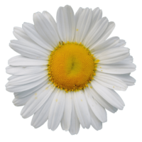 Daisy PNG Image