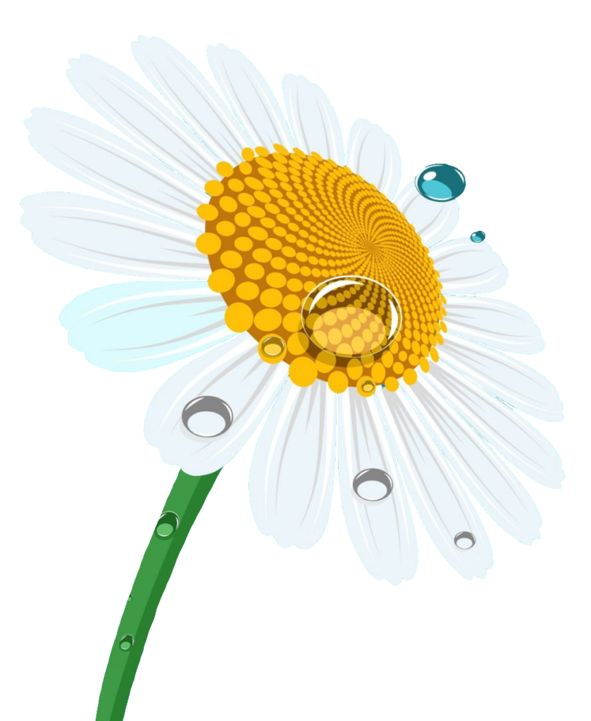 Daisy Clipart PNG