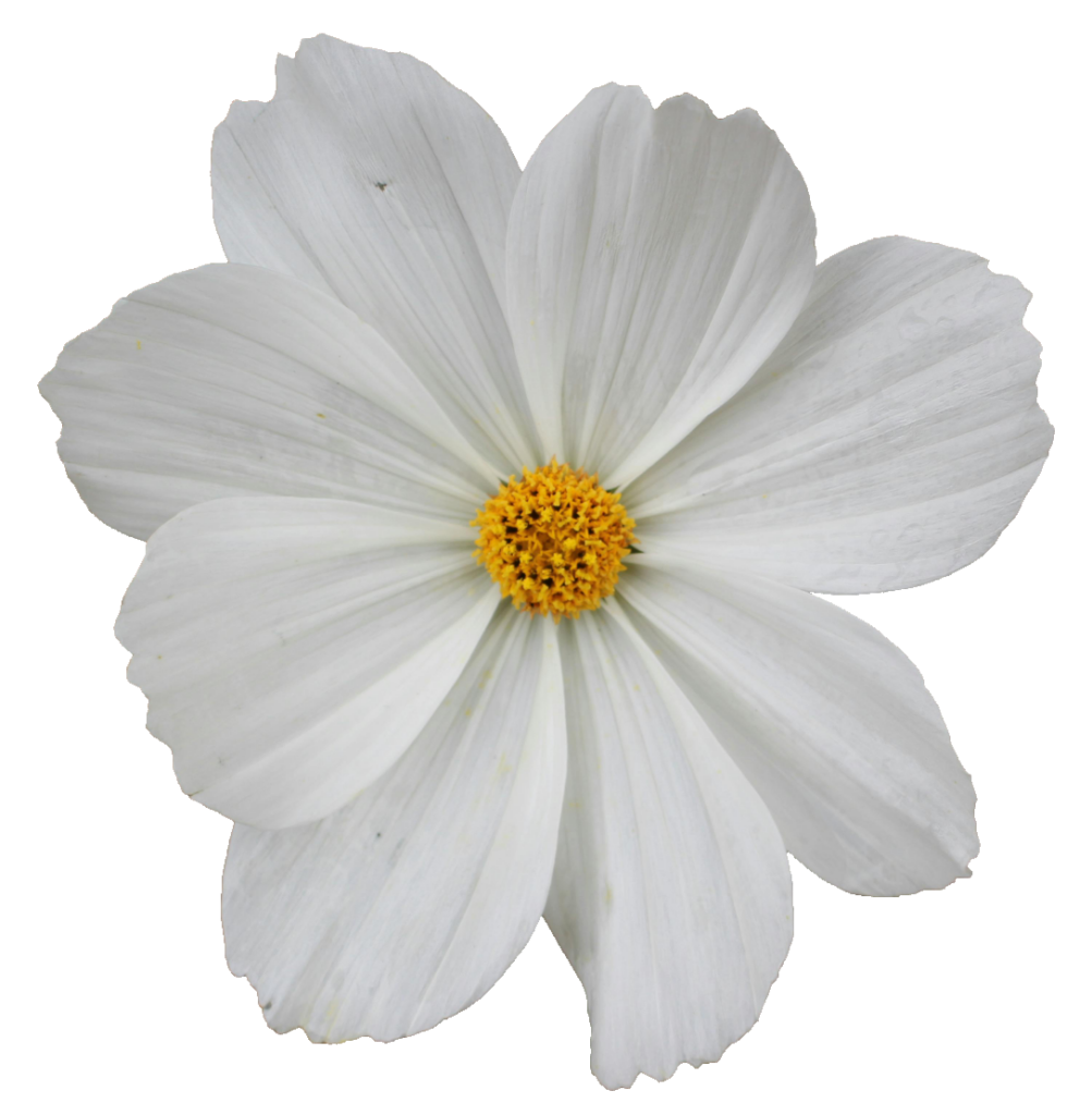 White Daisy PNG