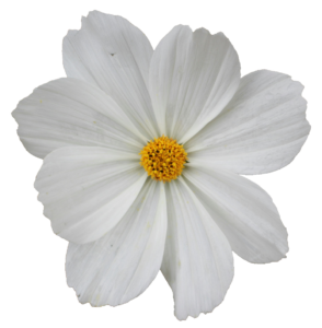 daisy-28