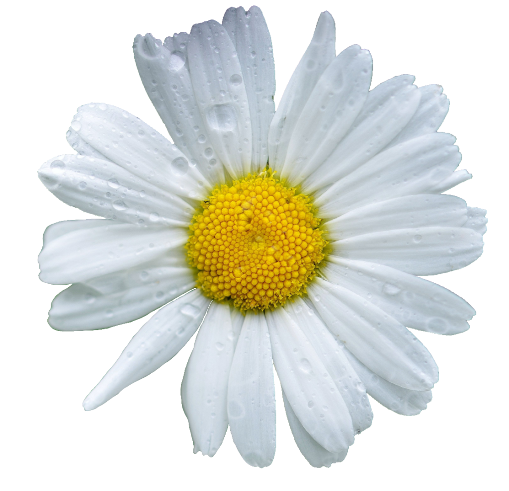 High-resolution Daisy Flower PNG