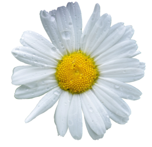 daisy-29
