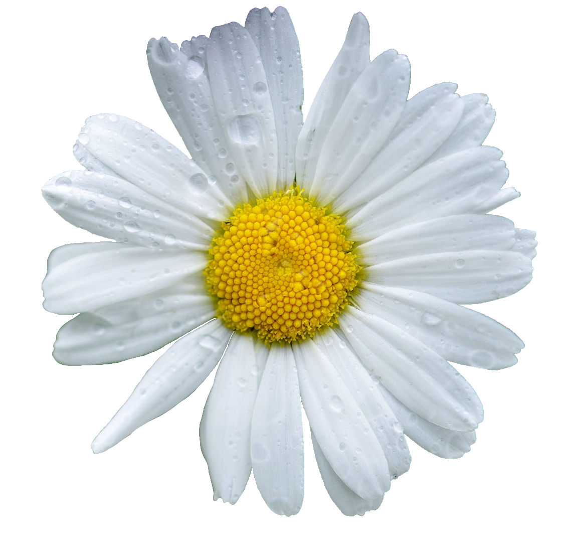 daisy-29