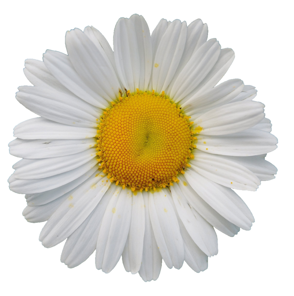 Daisy Flower PNG