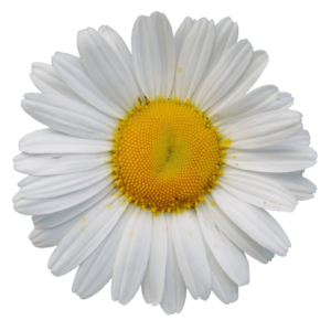 Daisy PNG Image