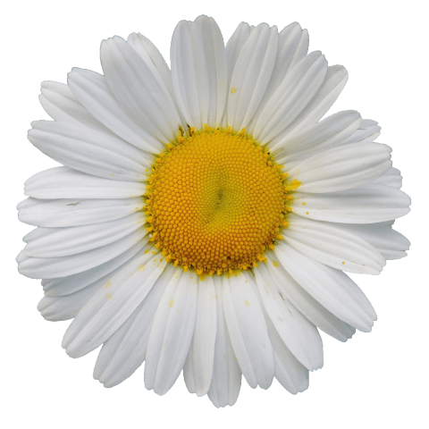 daisy