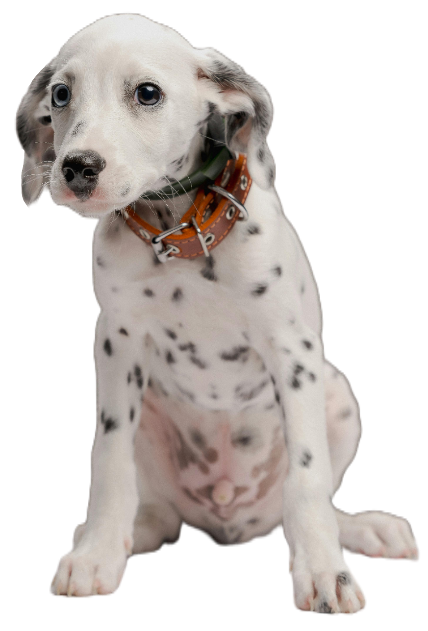 dalmatian-1