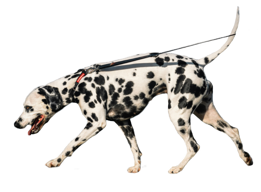 Dalmatian Dog Walking PNG