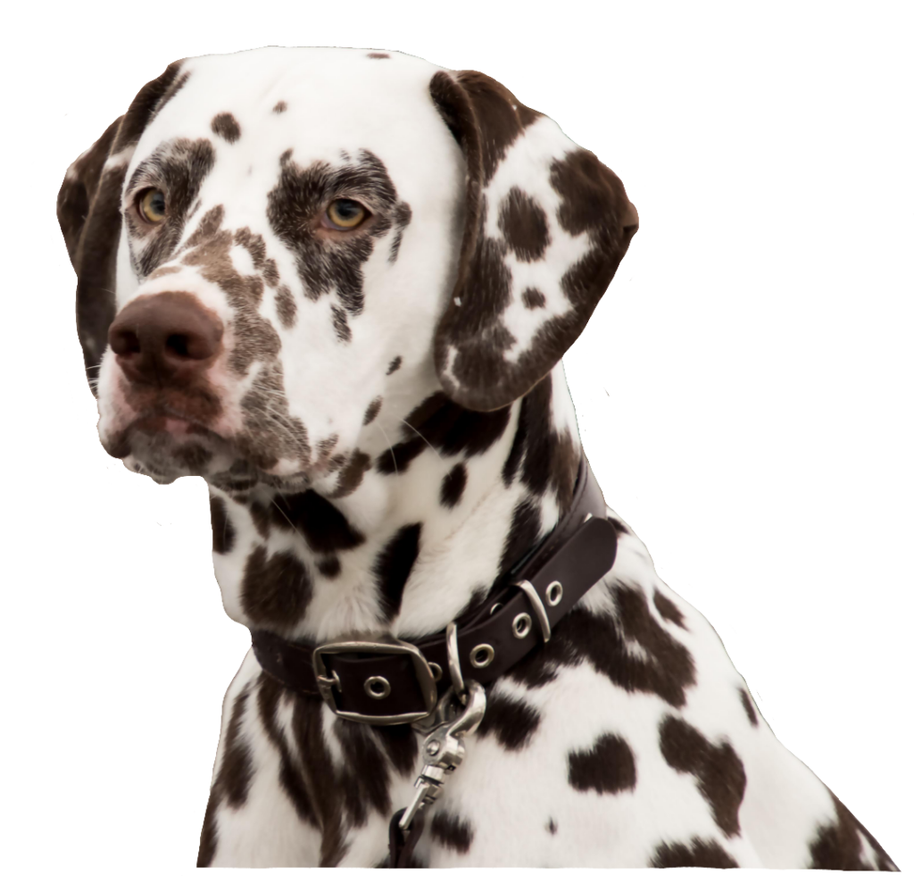 Brown Dalmatian Dog PNG