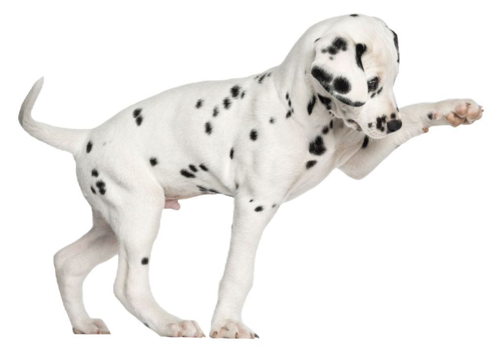 Dalmatian Puppy PNG
