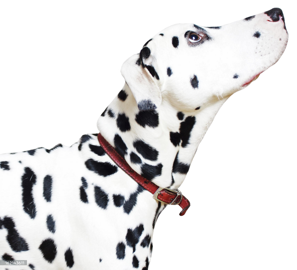Dalmatian Dog face PNG