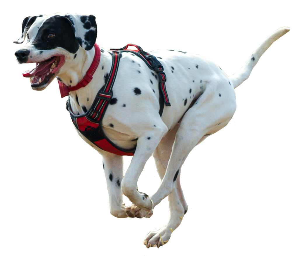 Running Dalmatian Dog PNG