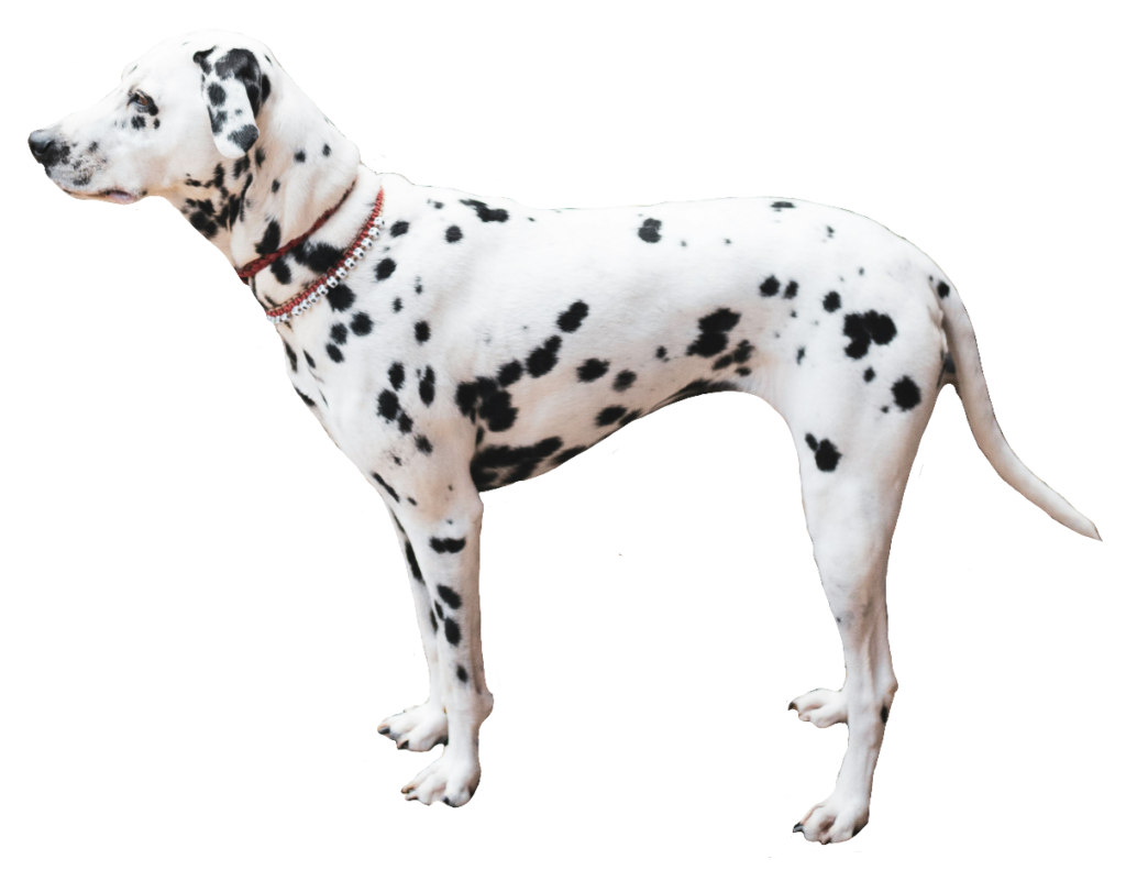High-resolution Dalmatian Dog PNG