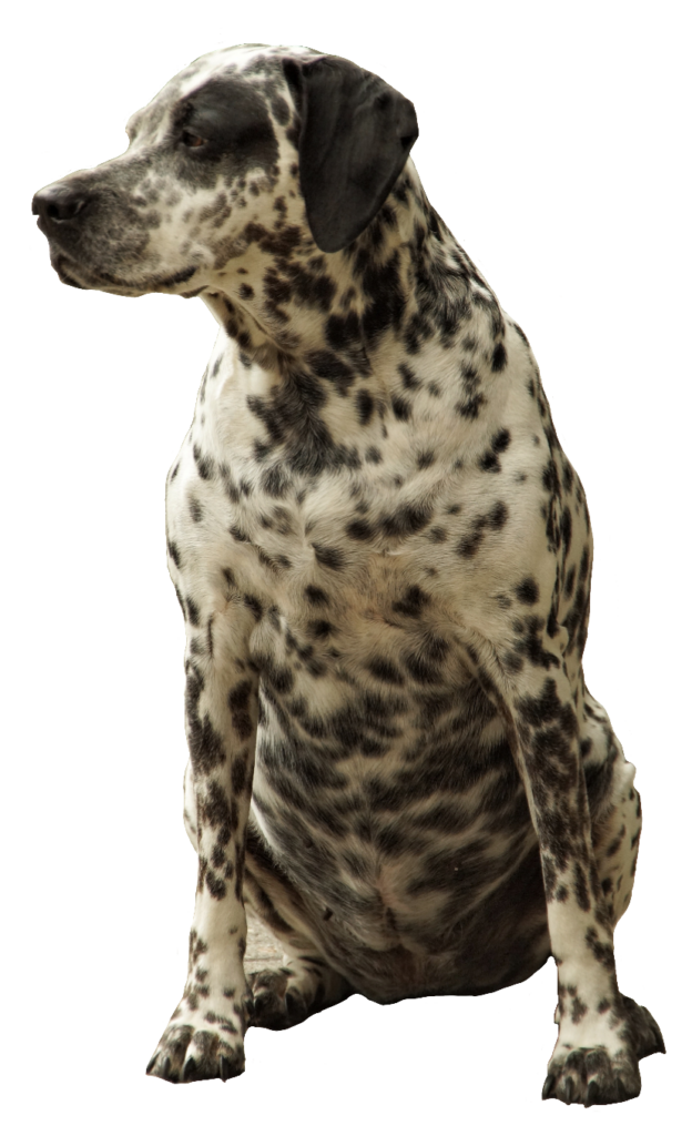 Brown Dalmatian Dog PNG