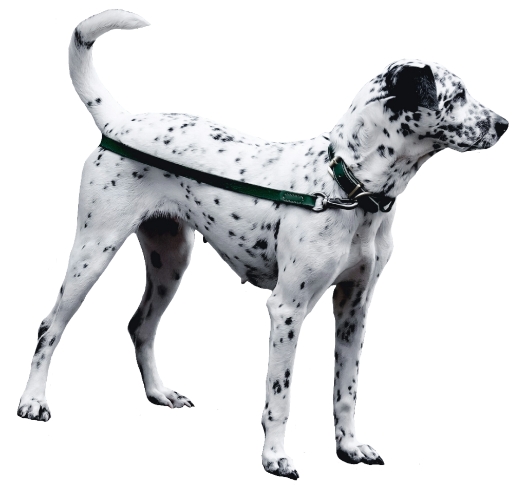 High-resolution Dalmatian Dog PNG