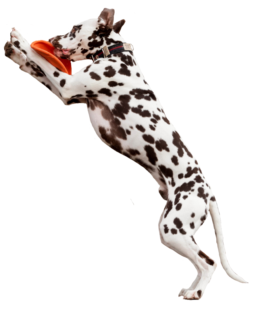 Dalmatian Dog Jumping PNG