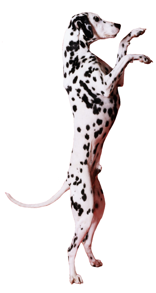 Transparent Dalmatian Dog PNG