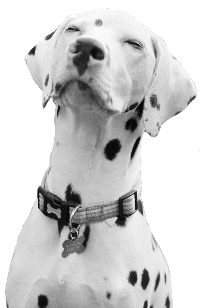 Dalmatian Dog Aesthetic PNG