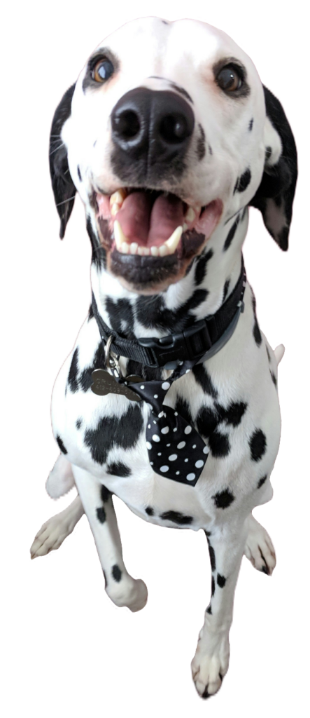 Happy Dalmatian Dog PNG