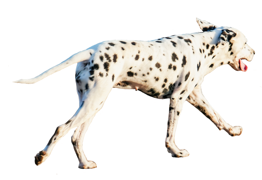 Walking Dalmatian Dog PNG