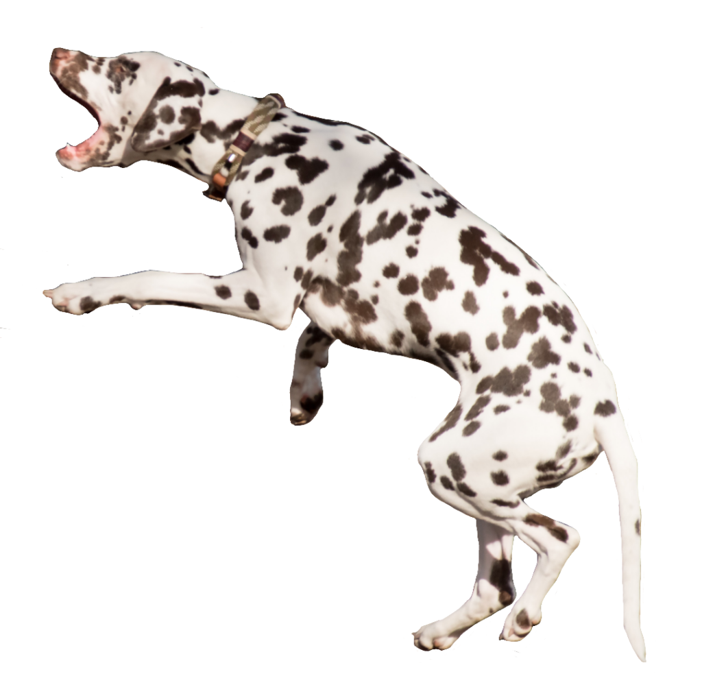 HD Dalmatian Dog PNG