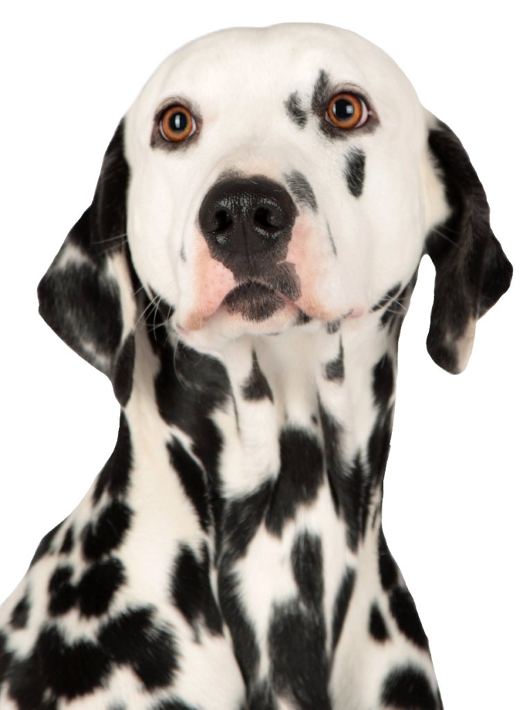 Dalmatian Dog Face PNG