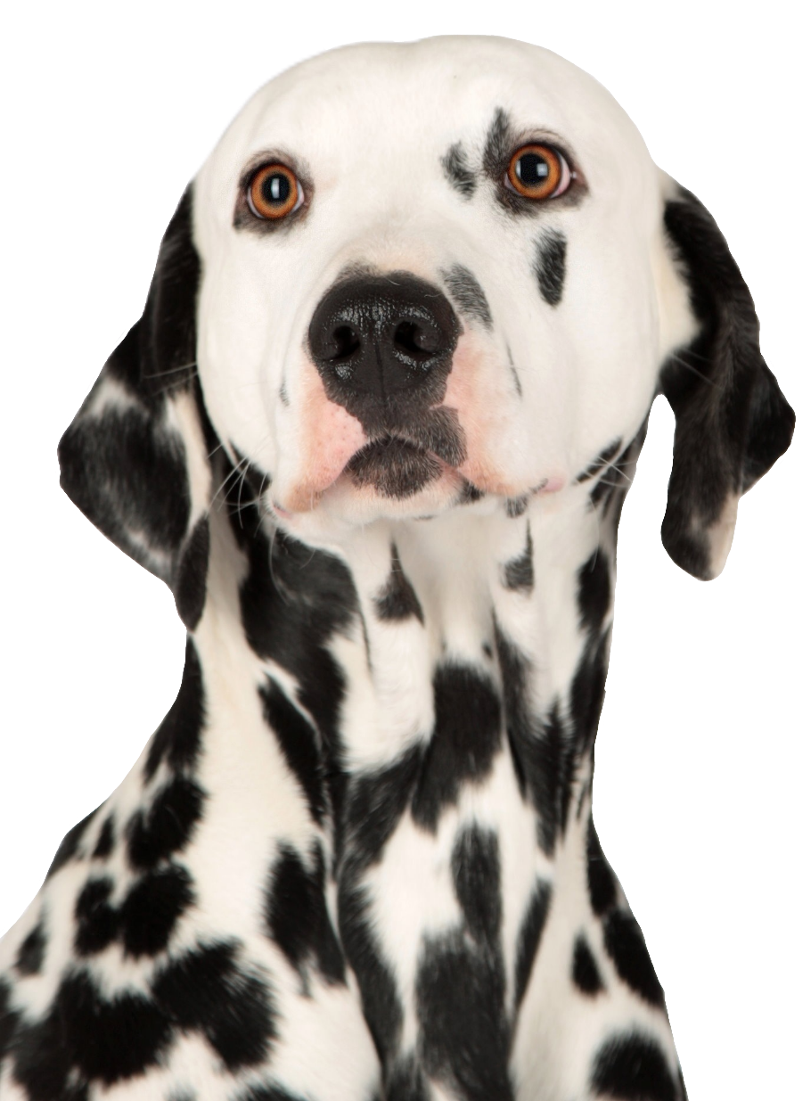 dalmatian-5