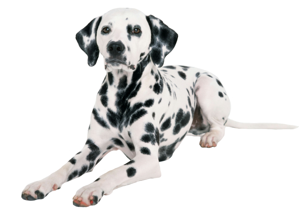 Dalmatian Dog PNG Image