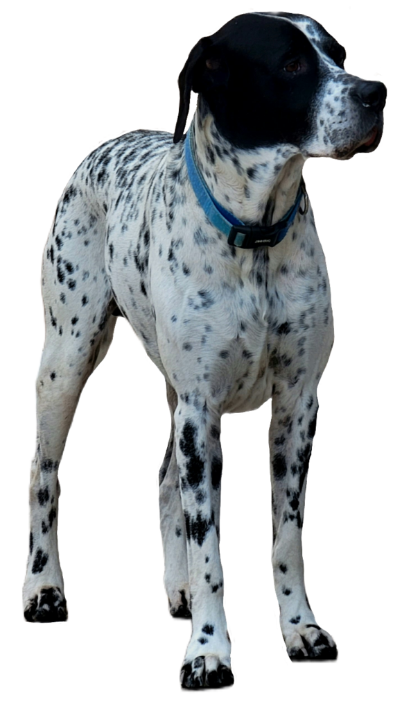Transparent Dalmatian Dog PNG Image