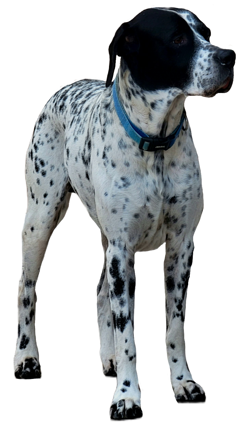 dalmatian-7