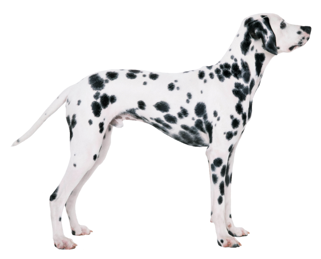 Transparent Dalmatian Dog PNG