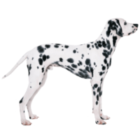 Dalmatian Dog PNG Image