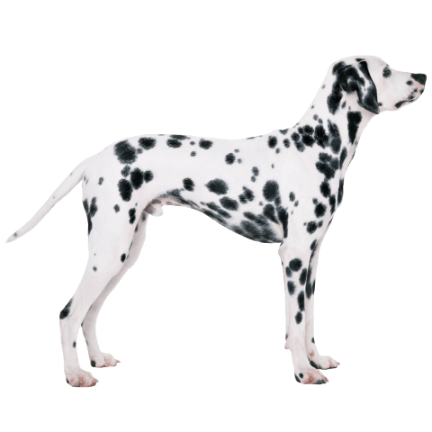Dalmatian Dog PNG