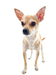 Small Dog Png