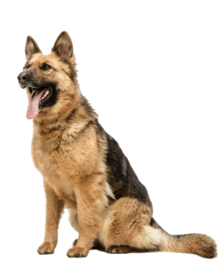 German Shepherd Dog Png