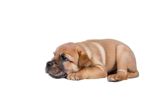 Small Baby Dog png