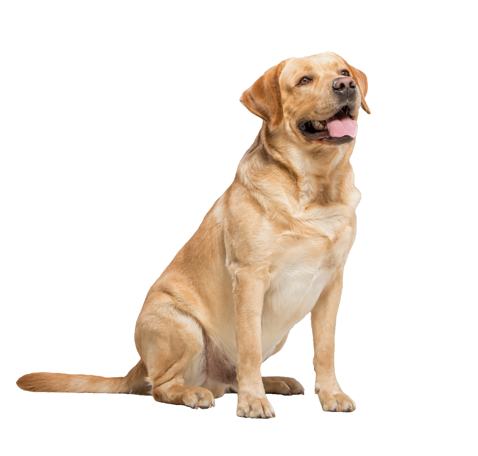 Dog PNG Transparent Images Free Download - Pngfre