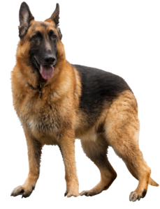 German Shepherd Dog PNG
