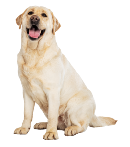 Labrador Retriever Dog Png
